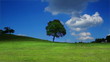 tree on field