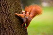 Red squirrel in the natural environment Red squirrel in the natural environment