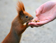 Photo: Red squirrel in the natural environment Red squirrel in the natural environment