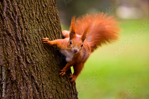 Photo: Red squirrel in the natural environment Red squirrel in the natural environment