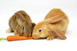 eating rabbit