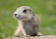 very young prairie dog