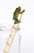 Wetterfrosch