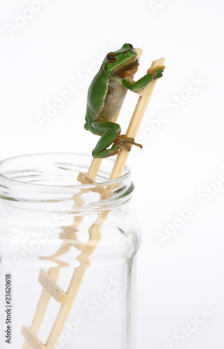 Foto: Wetterfrosch Wetterfrosch