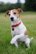 Parson Jack Russell Terrier offering his paw