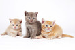 little british shorthair kittens cat