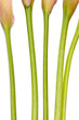 Radiant Calla Lily Background