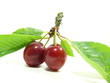cerise 1