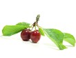 cerise