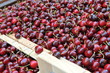 caisse cerises