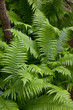 Floral background with Common Lady Fern Floral background with Common Lady Fern