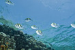 Small school of Sergeant major fish in the shallows.