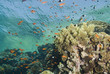 A colorful  and vibrant tropical reef scene.