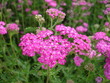 plantes à fleurs roses