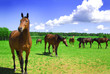 A herd of horses.