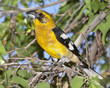 Yellow Grosbeak Bird