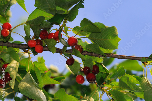 Foto: cherrytree cherrytree