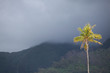 Palm in the mountains of Mooree, French Polynesia