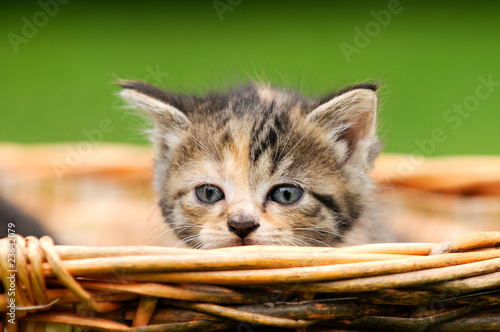 Foto: Katzenkind im Körbchen Katzenkind im Körbchen