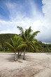 Foto: Tropical palm tree, French Polynesia Tropical palm tree, French Polynesia