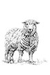 The Sheep