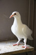 White dove