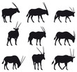 Oryx Gazela