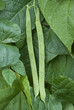 Gartenbohnen, Stangenbohnen