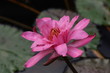 Seerose