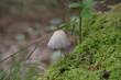 Pilz