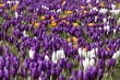 Frühlingsboten