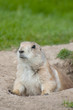 prairie dog emerging from hole