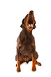 Dobermann bitch barkiing, mouth wide open