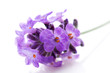 lavender flower on the white background