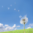 pusteblume