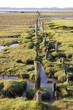 Eiderwiese