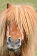 Neugieriges Shetlandpony