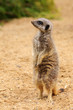 Standing Meerkat