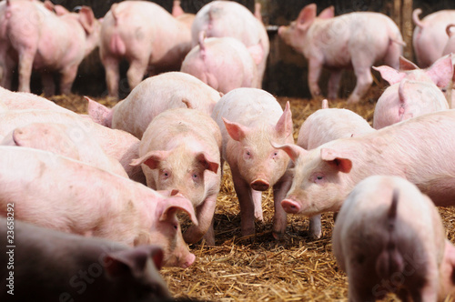 Photo: young piglets young piglets