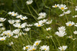 Foto: Margeriten Margeriten