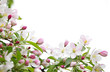 Apple blossoms background