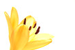 oranžov&eacute; lilie
