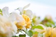 yellow romantic roses in garden