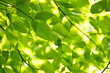 Green spring leaves Green spring leaves