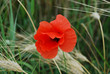 fiore rosso
