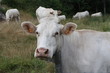 Vache