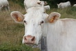 Vache