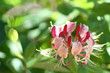 Lonicera in the sunlight Lonicera in the sunlight