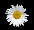 Marguerite