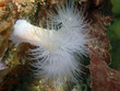 Plumose Anemone (Metridium farcimen) Plumose Anemone (Metridium farcimen)